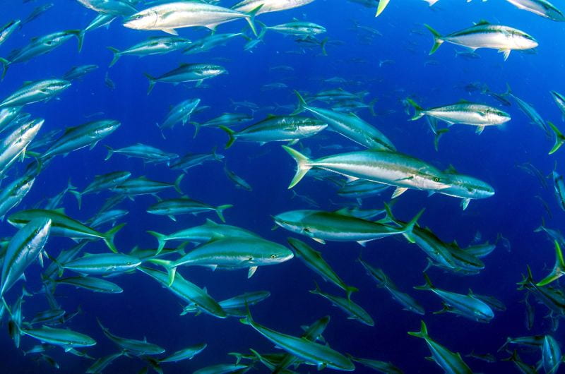 Peces y pescadores analogía bíblica con profundas lecciones sobre evangelismo